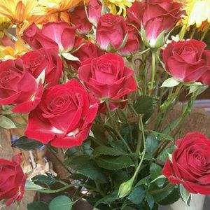 Meet your Posher, Lissette